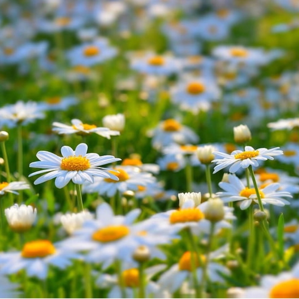 Meet your Posher Daisy